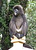149 Dusky Leaf monkey.JPG