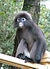 150 Dusky Leaf monkey.JPG