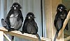 151 Dusky Leaf monkey.JPG