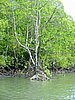 153 Mangrove.JPG