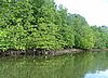 154 Mangrove.JPG