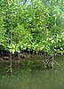 155 Mangrove.JPG