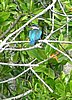 157 Ijsvogel.JPG