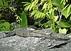 159 Monitor Lizard.JPG