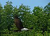 176 Eagle.JPG