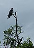 177 Eagle.JPG