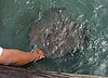 186 Fishfarm.JPG