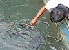 189 Fishfarm.JPG