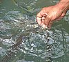 190 Fishfarm.JPG