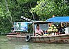 191 Mangrove.JPG