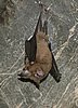 195 Batcave.JPG