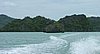 200 Mangrove.JPG