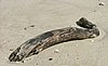 241  Sunset Beach resort.JPG