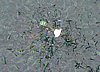 264 Langkawi Coral.JPG