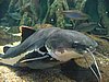 275 Underwaterworld.JPG