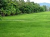 317 Langkawi rijstvelden.JPG
