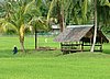 318 Langkawi rijstvelden.JPG
