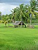 319 Langkawi rijstvelden.JPG