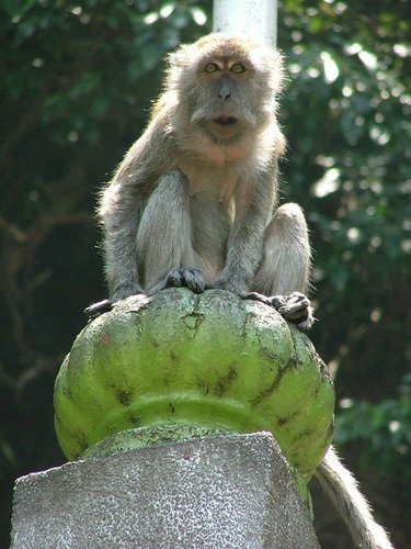 122 Batu cave Longtail Makaak.JPG