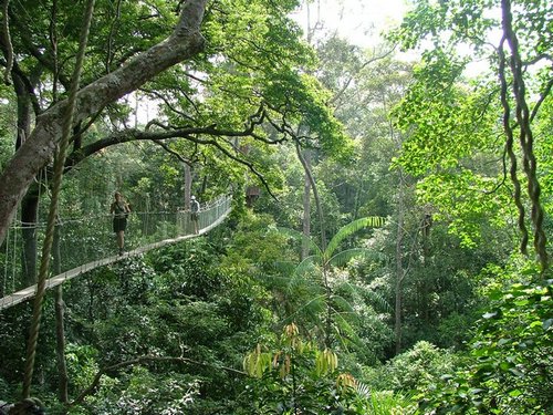 149 Taman Negara canopy walk.JPG