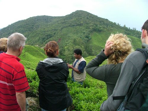 230 Cameron Highlands.JPG