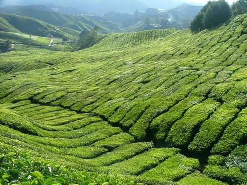 239 Cameron Highlands.JPG