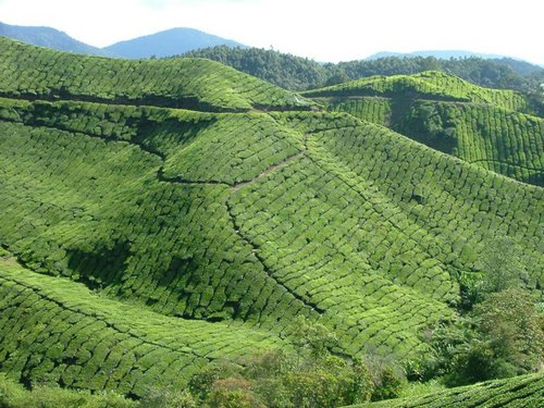 248 Cameron Highlands.JPG