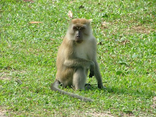 267 Penang Botanische tuin Longtail Makaak.JPG