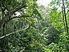 149 Taman Negara canopy walk.JPG