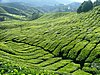 239 Cameron Highlands.JPG