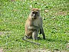 267 Penang Botanische tuin Longtail Makaak.JPG