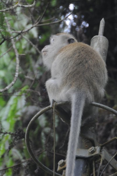 154 Penang Hill.JPG