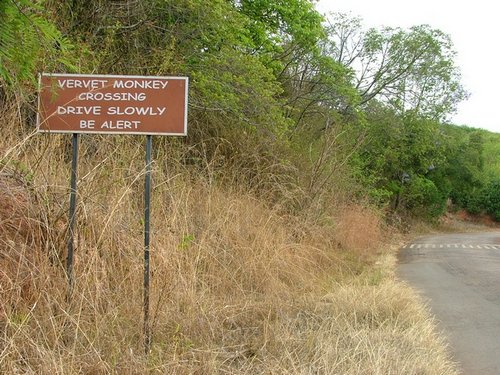 005 Magoebaskloof thee plantage.JPG