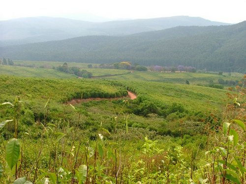 006 Magoebaskloof thee plantage.JPG