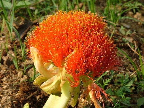 010 Magoebaskloof Thaba-Metsi.JPG