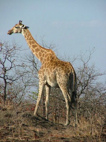 015 Krugerpark.JPG