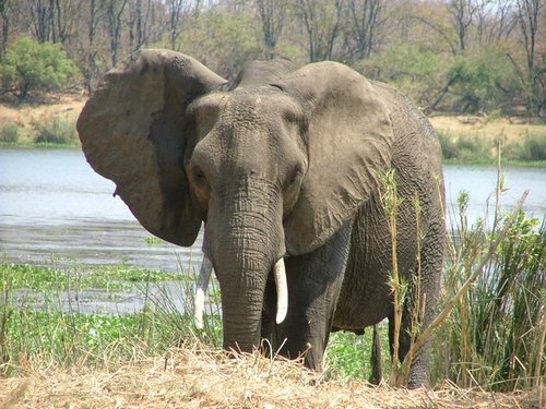 018 Krugerpark.JPG