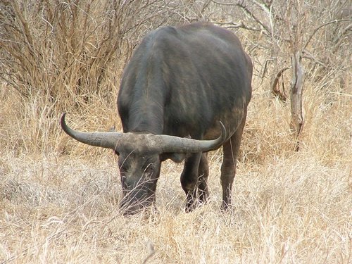024 Krugerpark.JPG
