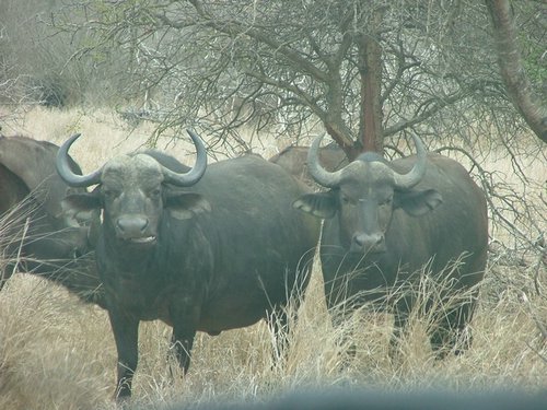 025 Krugerpark.JPG