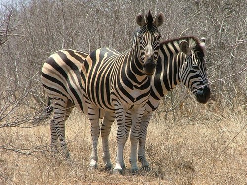 026 Krugerpark.JPG