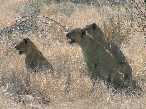 033 Krugerpark.JPG