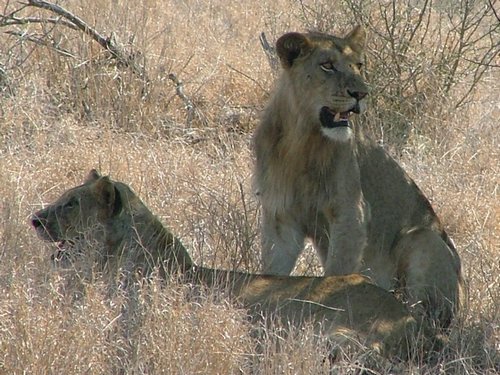 034 Krugerpark.JPG