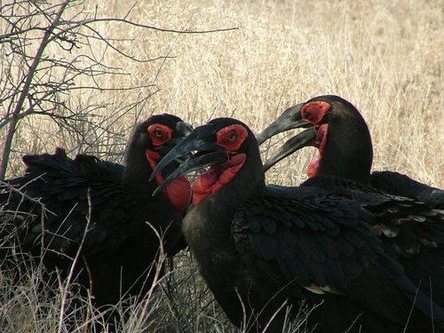 035 Krugerpark.JPG