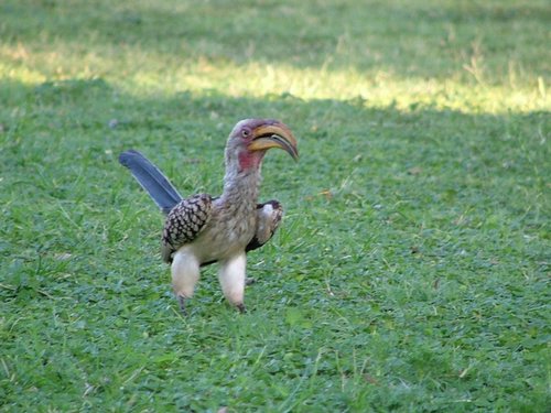 038 Krugerpark Satara.JPG