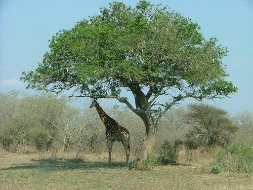 040 Krugerpark.JPG