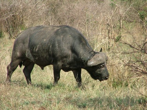 041 Krugerpark.JPG