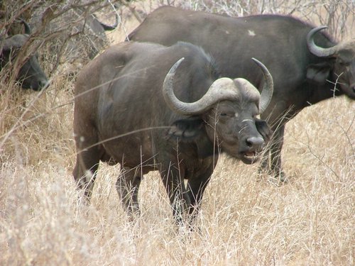 042 Krugerpark.JPG