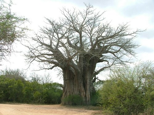 044 Krugerpark meest zuidelijke Boabab boom.JPG