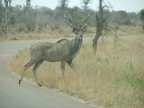 045 Krugerpark.JPG