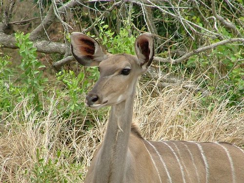 047 Krugerpark.JPG
